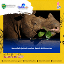 Menelisik Jejak Populasi Badak Kalimantan